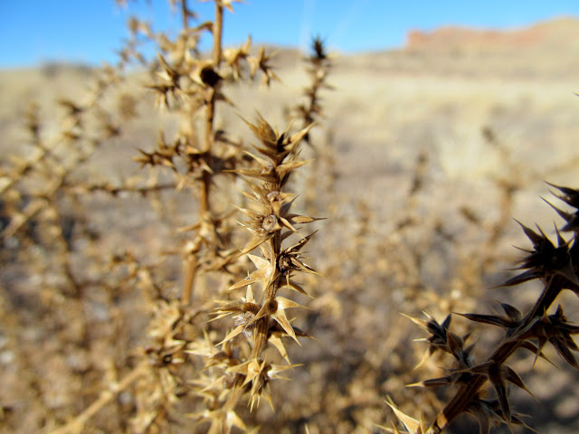 Stickery weeds