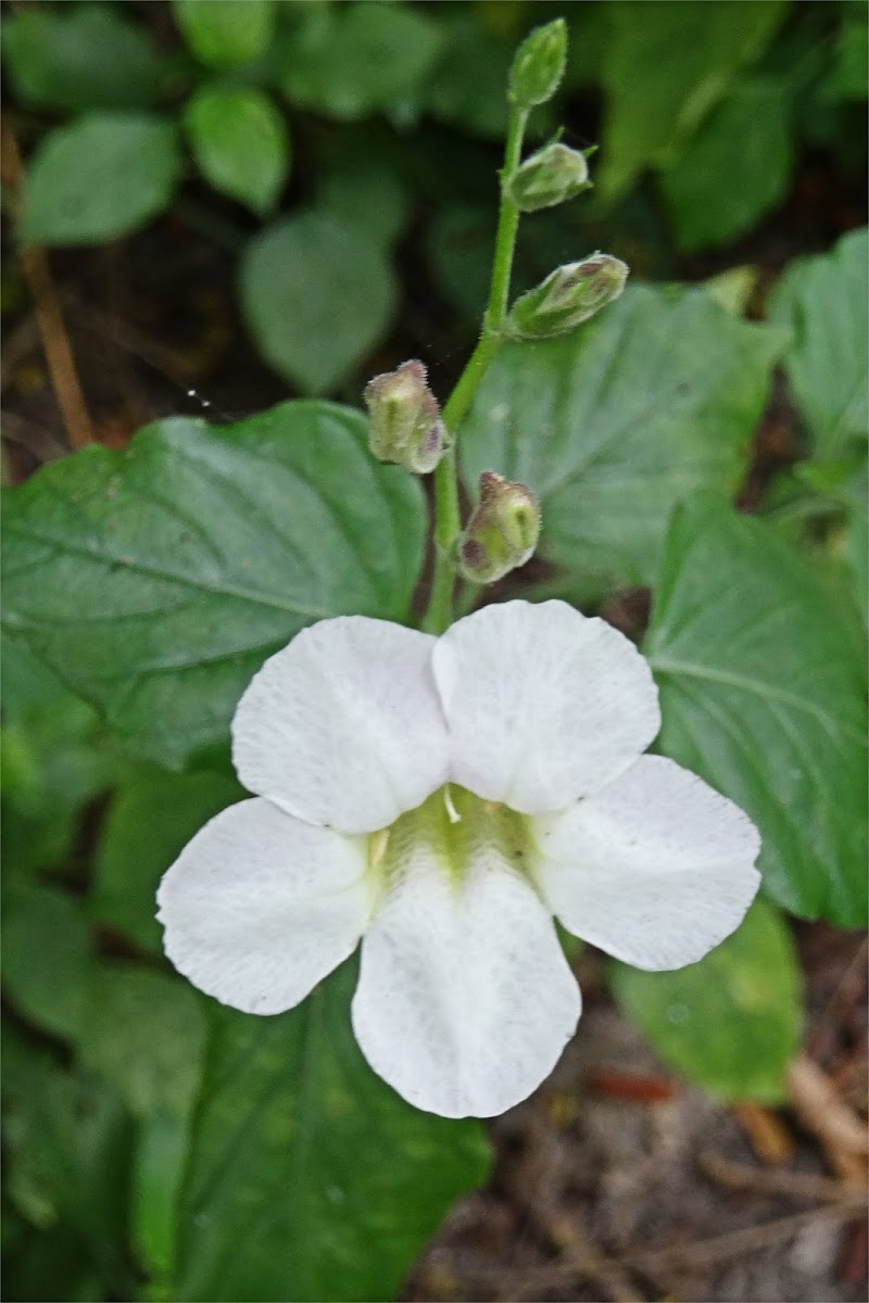 Creeping foxglove