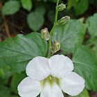 Creeping foxglove