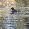 Common Goldeneye