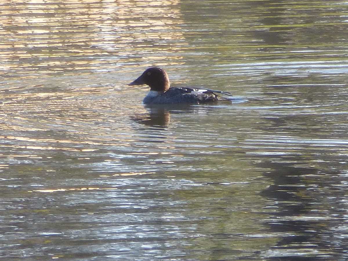 Common Goldeneye