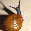 Tree Snail