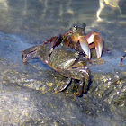 Striped Shore crab