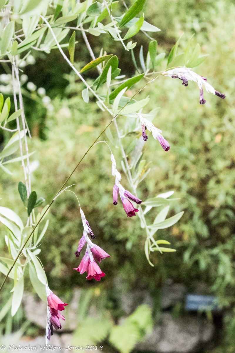 pink flower