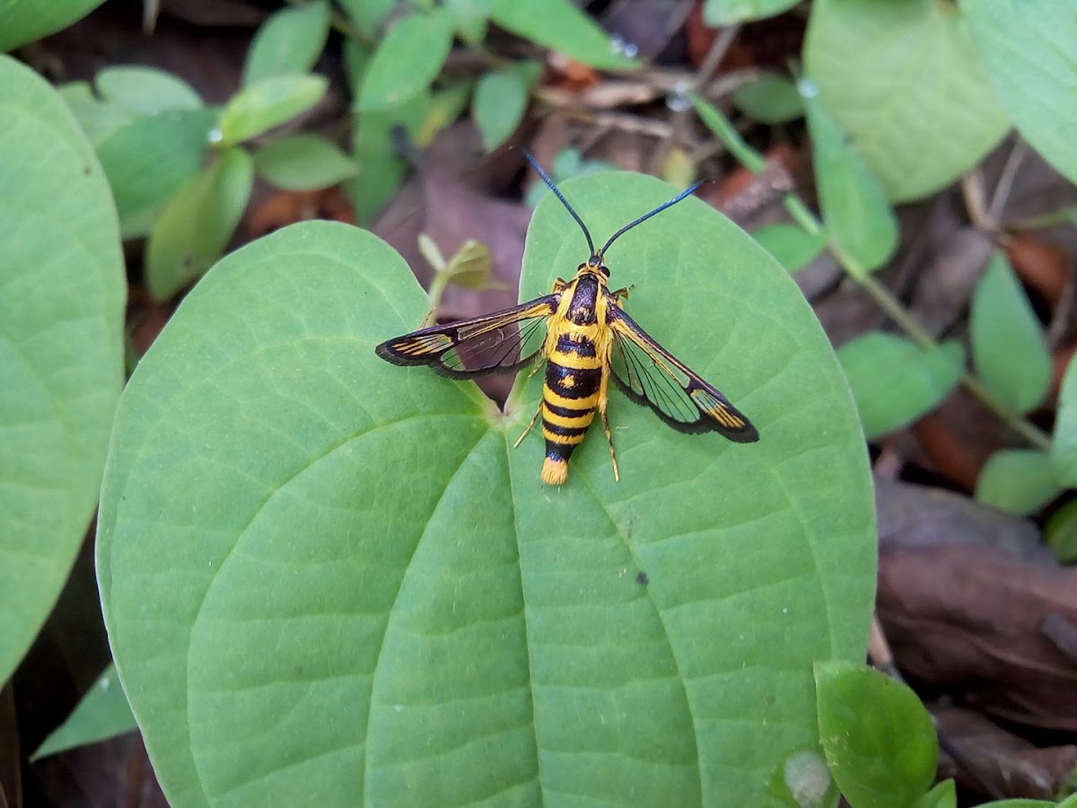 Wasp mimicking moth