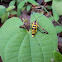 Wasp mimicking moth