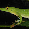 Bat Anole - Anolis cf. phyllorhinus