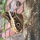 Mariposa búho borde amarillo