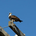 Osprey