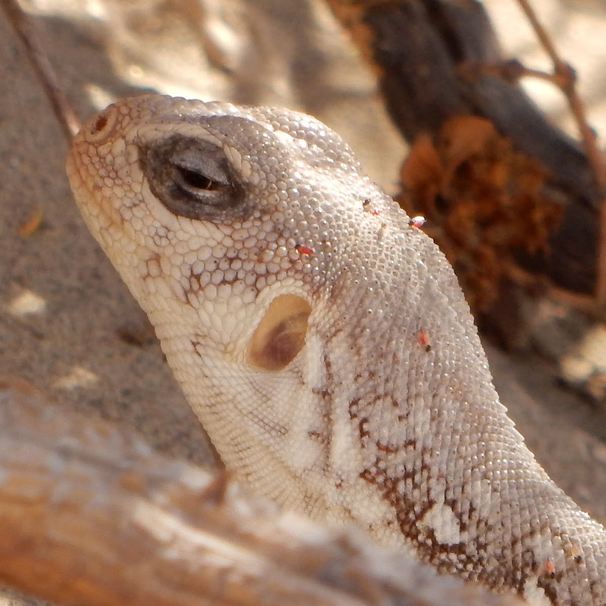 Desert Iguana