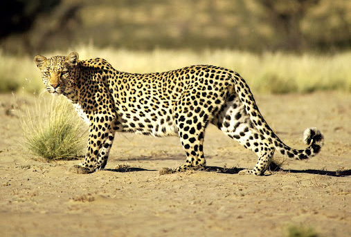 The clip shows a male leopard stealing a kill off a female. File photo.