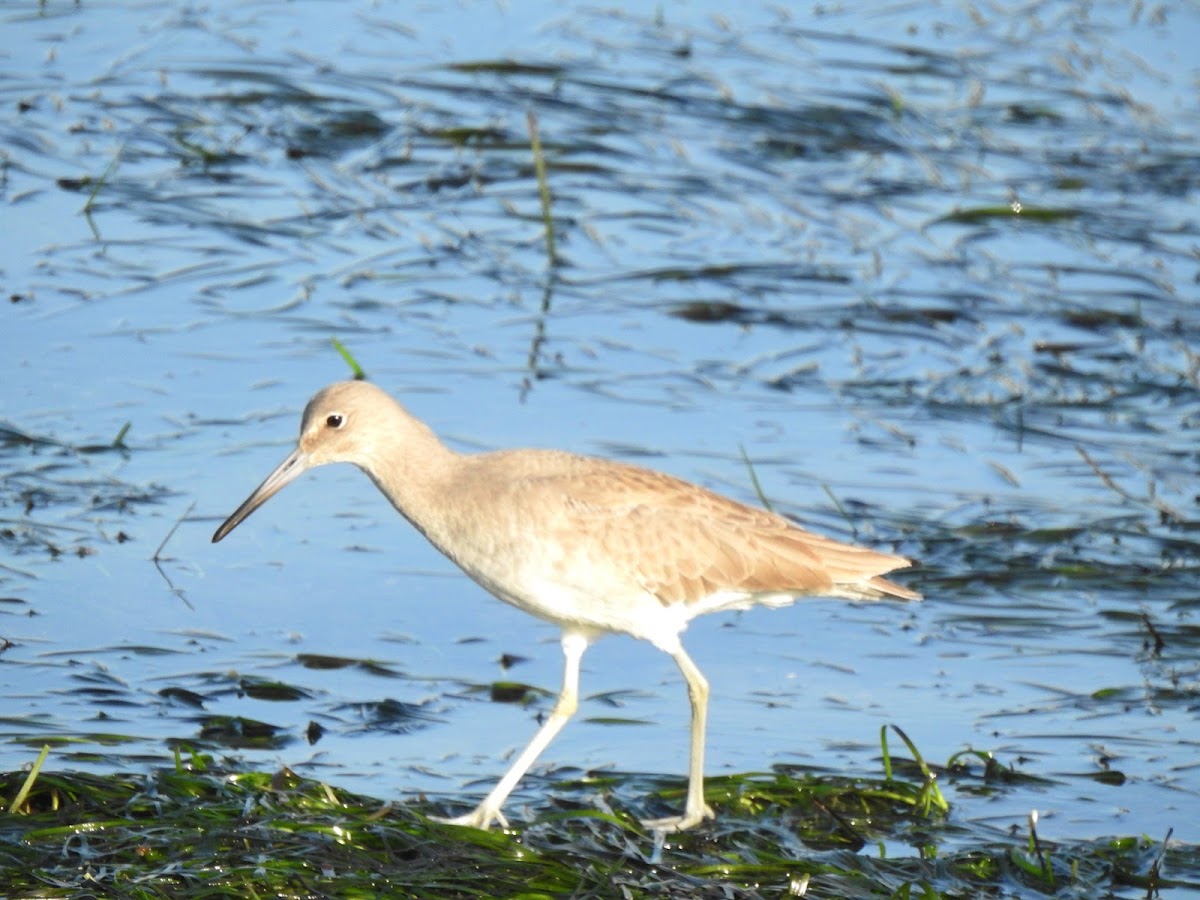 willet