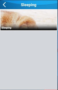 Shiba dog wallpaper(圖6)-速報App