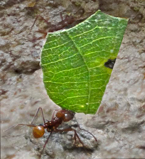 Leafcutter Ant, Atta Ant