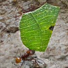 Leafcutter Ant, Atta Ant