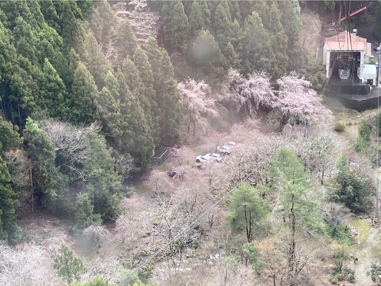 インプレッサ WRXのサクラと愛車・桜・本栖湖・キャンプ・ゆるキャン△に関するカスタム事例の投稿画像3枚目