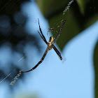 Signature Spider Attempted Mating