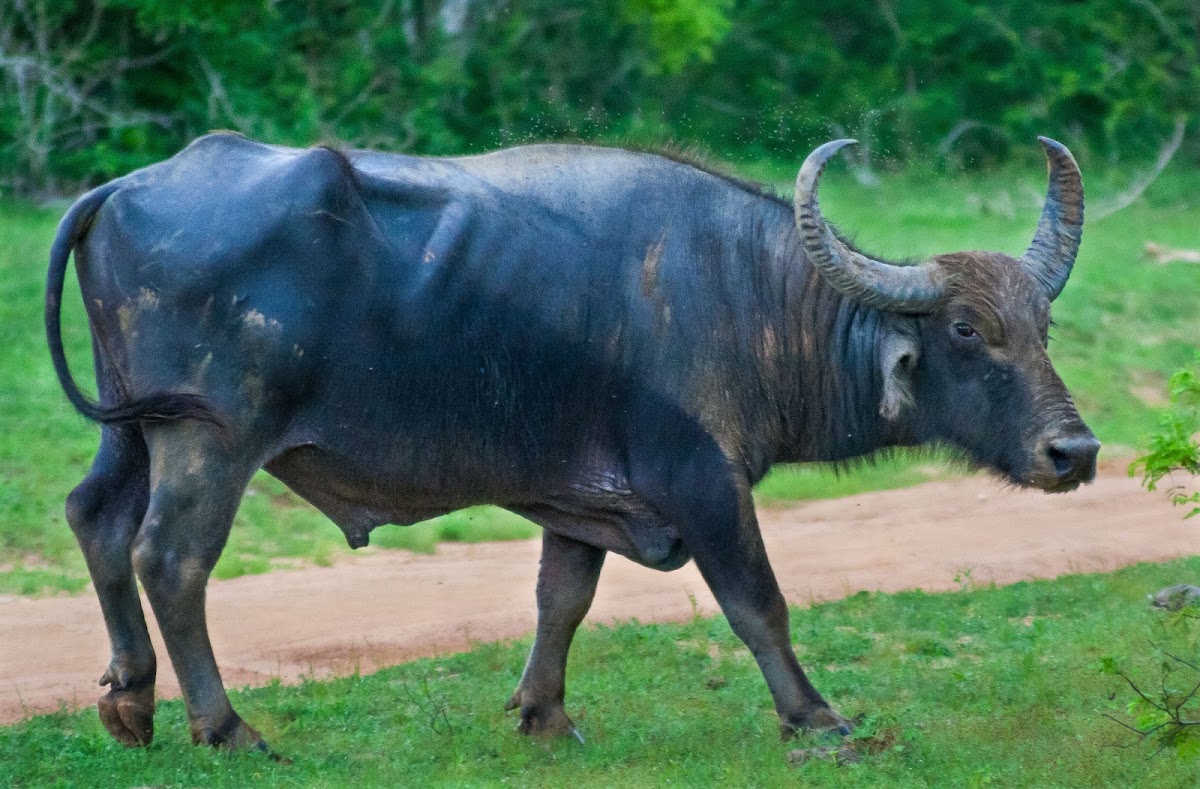 Asian Buffalo / Water Buffalo (wild)