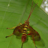 Ichneumon Wasp ♀