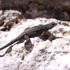 Southwestern Fence Lizard