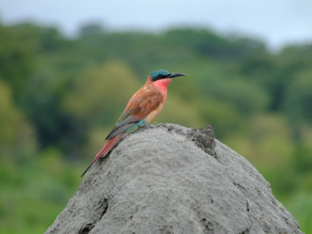 Carmine beeeater