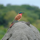 Carmine beeeater