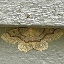 Hemlock Looper Moth