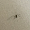 Crane Fly