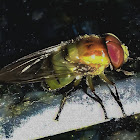 Mosca-das-Flores-Copestylum / Copestylum Hoverfly