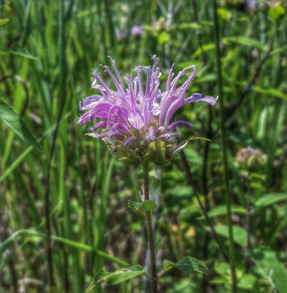 Wild Bergamot