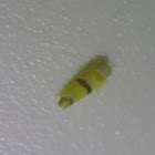 Leafhopper