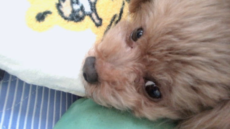 たっちゃん0001さんが投稿したティーカッププードル・愛犬ルチルに関するカスタム事例の投稿画像2枚目