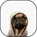 Best Dog HD Wallpaper icon