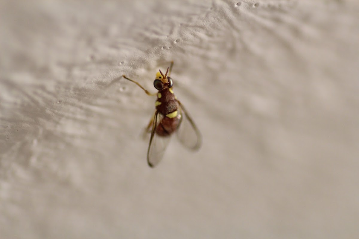 Lesser Cucurbit Fly