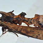 Notodontid Moth