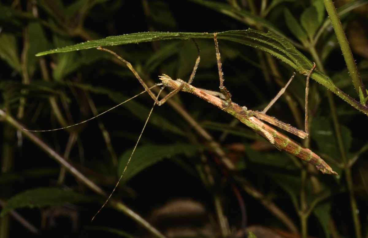 Stick Insect, Phasmid - Female