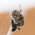 Garden Spider