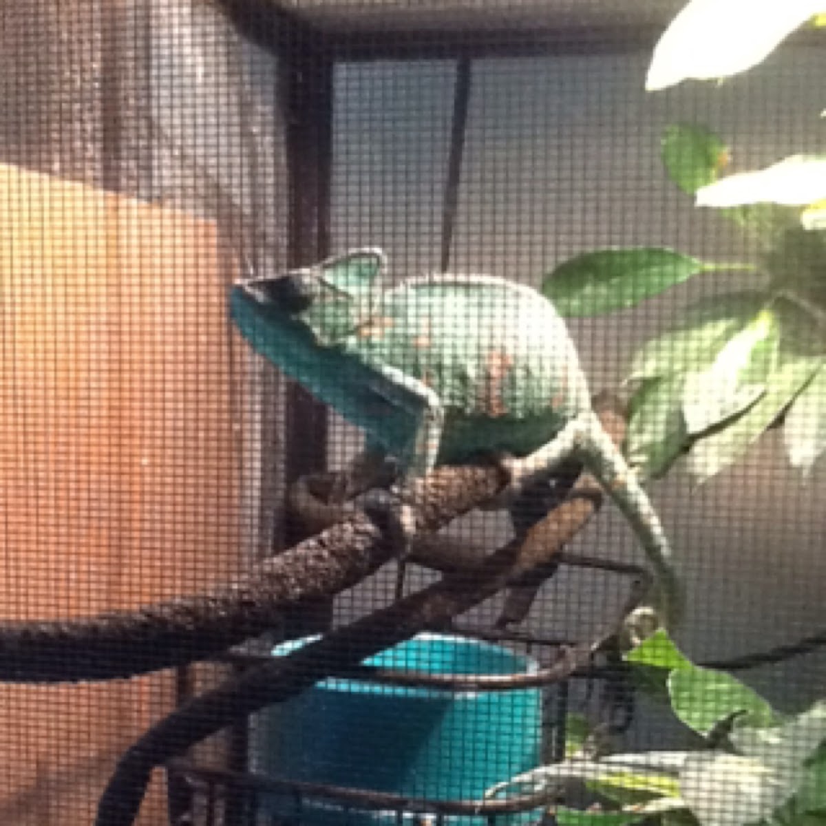 Veiled chameleon