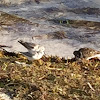 Sanderling