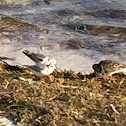 Sanderling