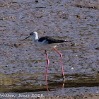 Black-winged Stilt