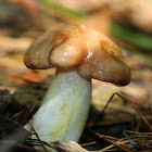 Weeping Bolete