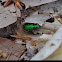 Six spotted tiger beetle