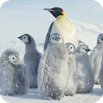 Cover Image of Download Penguin Wallpaper 1.1 APK