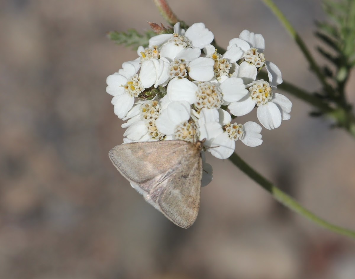 Unknown Moth on Yarrow