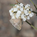 Unknown Moth on Yarrow