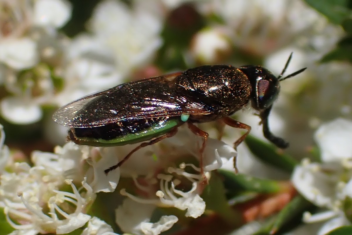 Green soldier fly