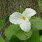 Trillium