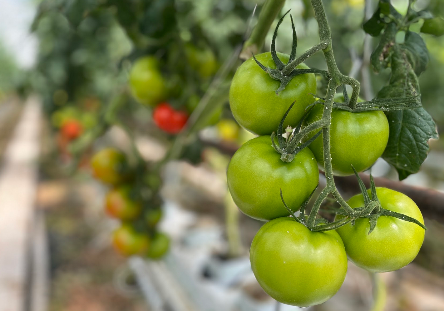 A group of green tomatoes on a vine

Description automatically generated