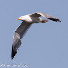 Yellow-legged Gull; Gaviota Patiamarilla